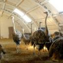 Уборка, дезинфекция и другие гигиенические меры на страусовой ферме