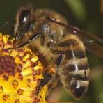 Специфика бухучета в пчеловодстве