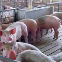 Выгодный бизнес — свиноводство