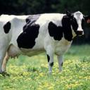 Породы коров молочного направления