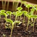 Фосфорные удобрения и здоровье растений