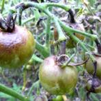 Борьба с фитофторой на томатах